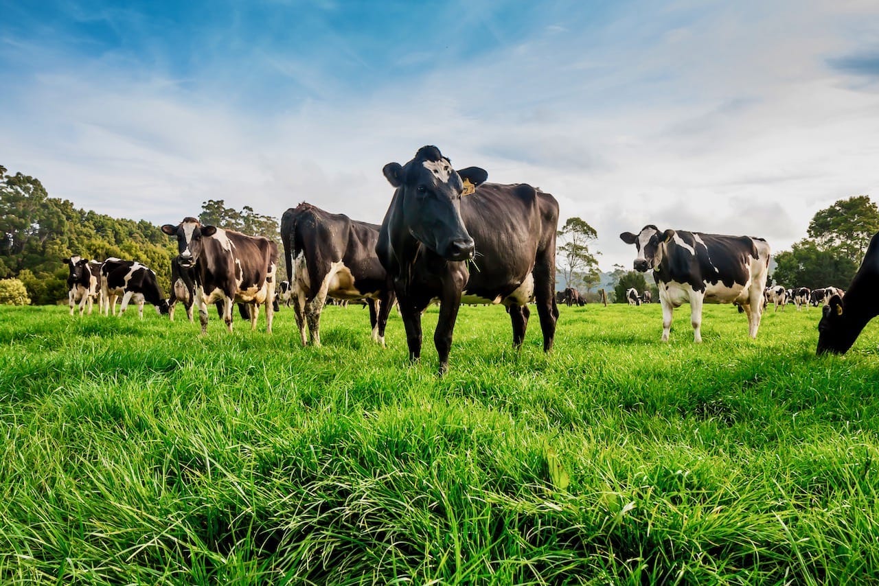 Dairy cattle grazing on pasture